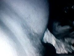 The chibolo pulpo really enjoys oral sex in this group orgy