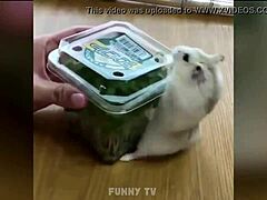 attractive guy with large physique