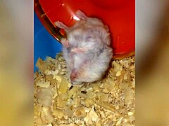 매력적인 큰 체구의 남자