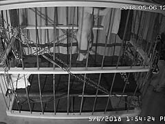 笼子摄像头馈送直接从笼子，未编辑下载