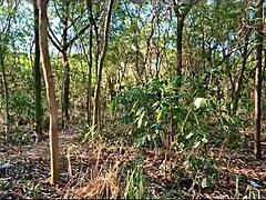 damn, wild orgy on trails with raw pounding