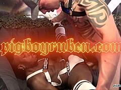 Nsa 2 Muscled Pigs in RAW Breeding ACTION